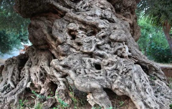 इतिहास से भी पुराना ये पेड़ अब बना दुनिया का अजूबा
