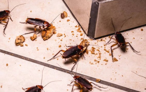 घर में कॉकरोच से परेशान हैं?