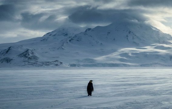 वायरल पेंगुइन वीडियो की सच्चाई क्या है जानिए पूरी तस्वीर