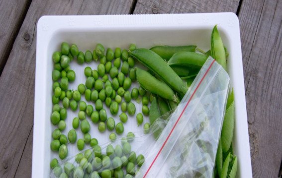 एक साल तक हरी रहेंगी मटर