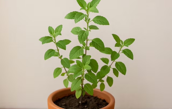 सर्दियों में पौधे क्यों सूख जाते हैं? ये 5 गलतियां तुरंत छोड़ें