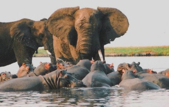 हिप्पो के बीच खड़ा हाथी