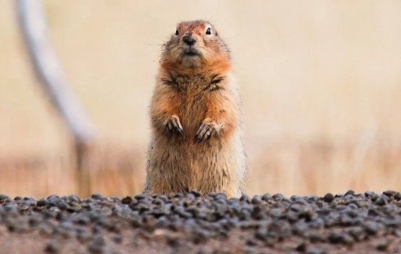 कड़कड़ाती ठंड में याददाश्त खो देता है यह जीव