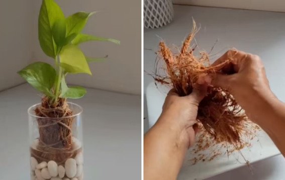 नारियल की जटा में उगाएं मनी प्लांट