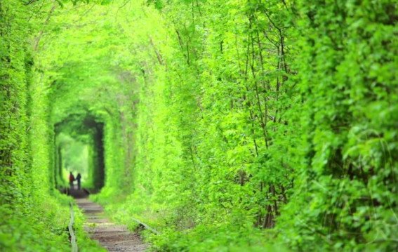 पेड़ों की सुरंग या रोशनी का जाल?