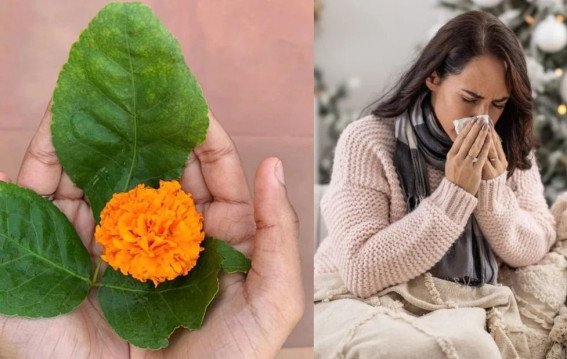 बेल पत्र सेहत का खजाना