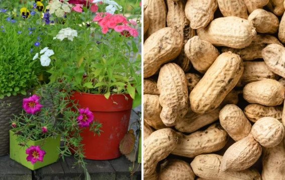 मूंगफली छिलके सीधे मत डालें