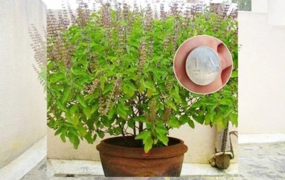 तुलसी के नीचे 1 रुपये का सिक्का रखने से मिलेगा धन लाभ