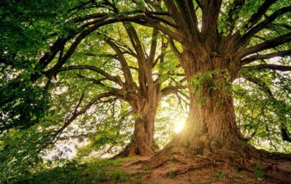 इन देशों में एक भी पेड़ नहीं