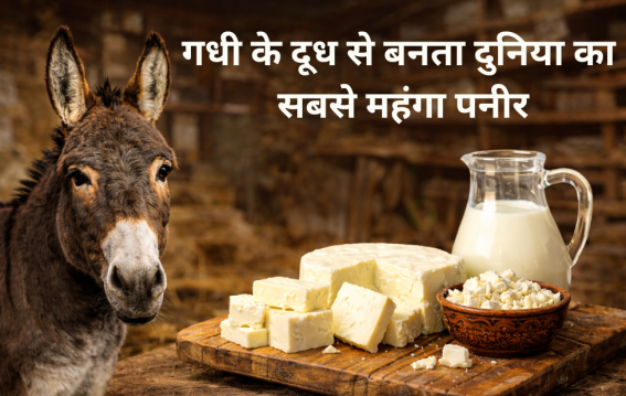 गधी के दूध से बनता दुनिया का सबसे महंगा पनीर
