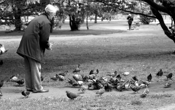 कबूतरों को दाना खिलाने पर महिला को देना पड़ा जुर्माना