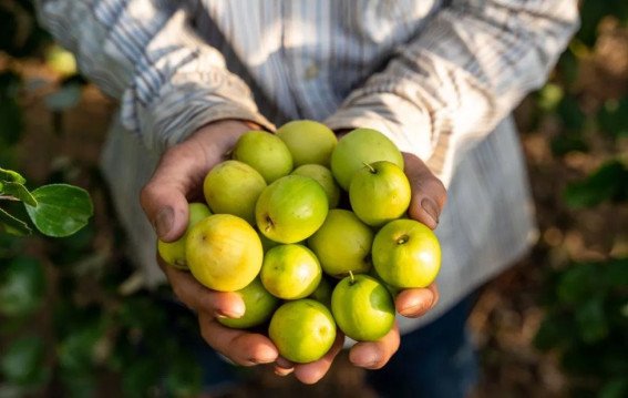 बेर है सेहत का खजाना