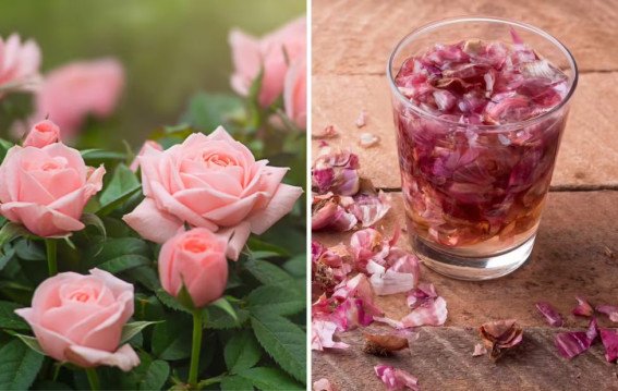 घर की बनी जैविक खाद से खिलें गुलाब तेज़ी से