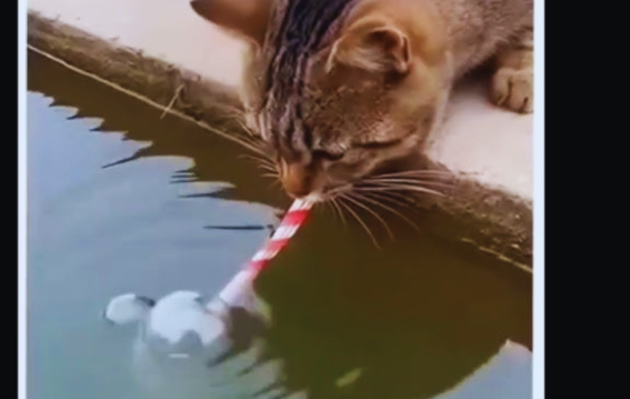 तालाब किनारे बिल्ली की अजीब हरकत