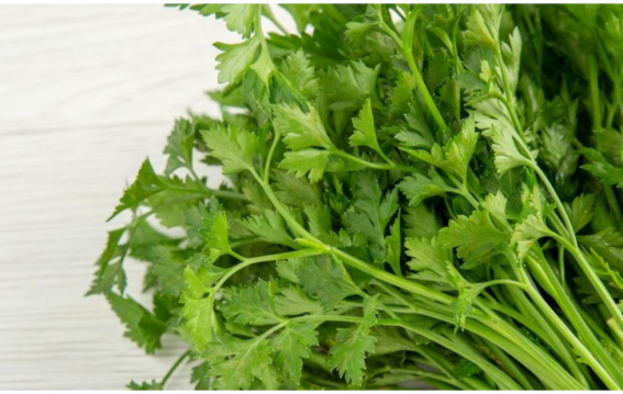हरे धनिया को लंबे समय तक ताजा रखने के आसान तरीके जानें