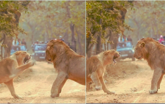 शेरनी ने लगाई दहाड़, शेर ने तुरंत बदली अपनी चाल