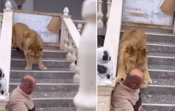 शेर ने पकड़ी गर्दन