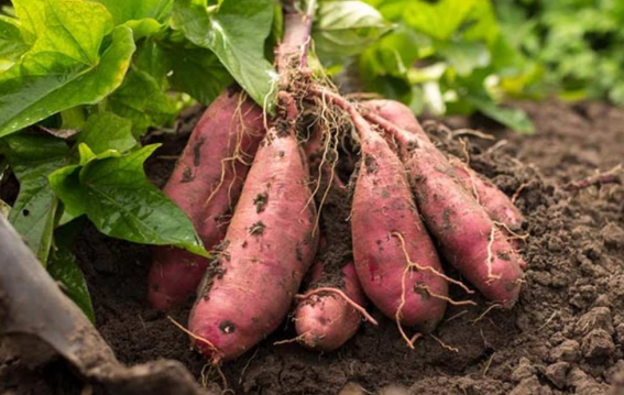 शकरकंद और गुड़ से बनाएं असरदार खाद