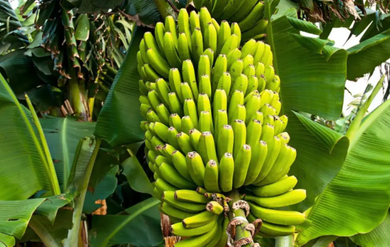 भारत का कौन सा शहर कहलाता है 'Banana Capital ' ?