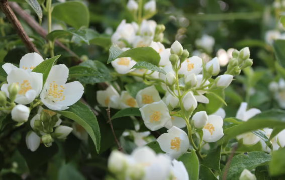 मोगरे में नहीं आ रहे फूल?