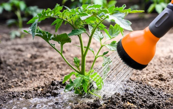 नर्सरी से लाए पौधों की देखभाल ऐसे करें