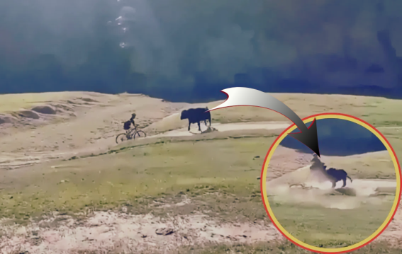 साइकिल सवार पर भड़का सांड