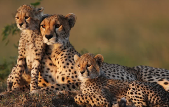 कूनो नेशनल पार्क में बोत्सवाना से 8 और चीते