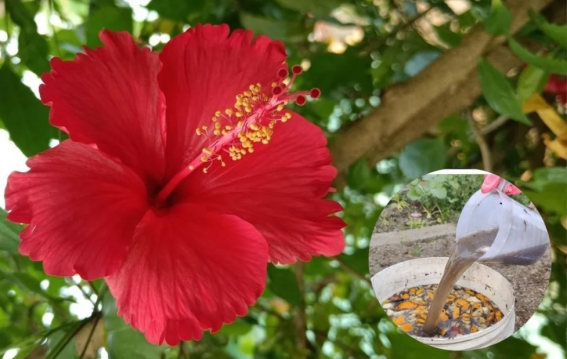 गर्मी में गुड़हल को दें सही खाद