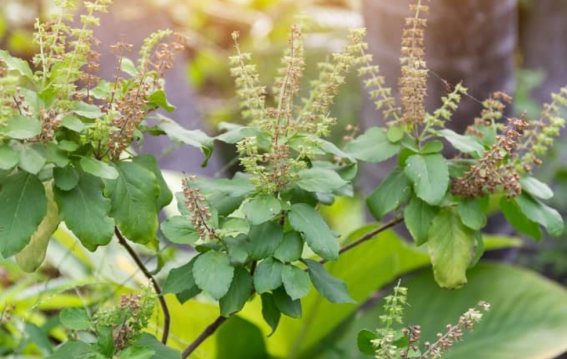 घर पर ऐसे लगाएं तुलसी का पौधा