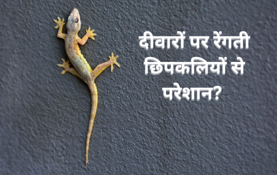 दीवारों पर रेंगती छिपकलियों से परेशान?