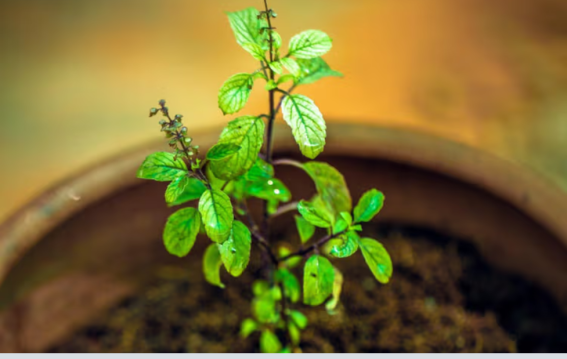 तुलसी के पास ये पौधे न रखें