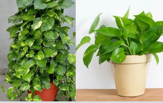 बालकनी में छा जाएगी मनी प्लांट बेल