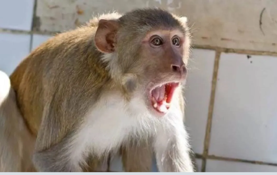 6 महीने बाद बंदर काटने से युवक को रेबीज