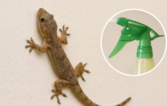 दीवारों से छिपकली गायब करेगा ये स्प्रे
