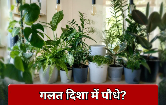 गलत दिशा में पौधे? घर में बढ़ सकती है नकारात्मकता