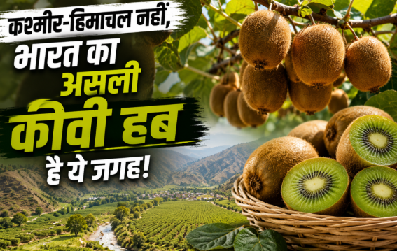 कश्मीर-हिमाचल नहीं, भारत का असली कीवी हब है ये जगह!