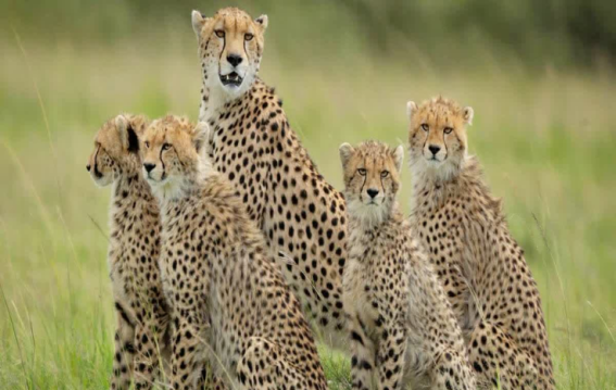 “प्यास बुझाई लेकिन सज़ा मिली”: कुणो नेशनल पार्क में चीता परिवार को पानी पिलाने वाले ड्राइवर को निलंबन, सोशल मीडिया पर उठे सवाल