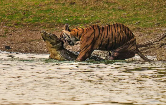रणथंभौर की शेरनी ‘एरोहेड’ का निधन,