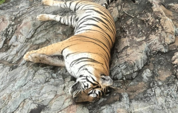कर्नाटक में बाघिन और चार शावकों की ज़हरीली मौत