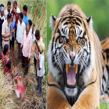 चंद्रपुर के जंगलों में इंसान बनाम बाघ