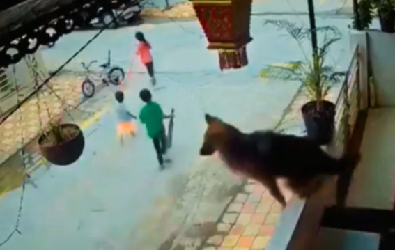 जर्मन शेफर्ड बालकनी से कूदकर बच्चों को आवारा कुत्ते से बचाने पहुँचा