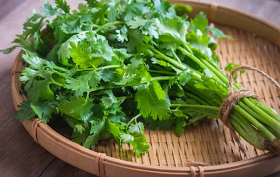 हरा धनिया जल्दी खराब?