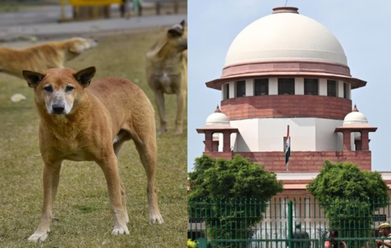 टीकाकरण के बाद स्ट्रे डॉग्स को उसी इलाके में छोड़ा जाएगा