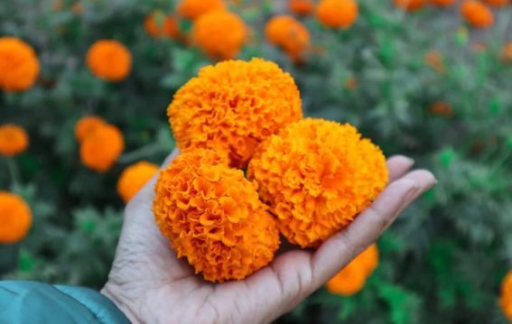 घर में सही दिशा में गेंदे के फूल