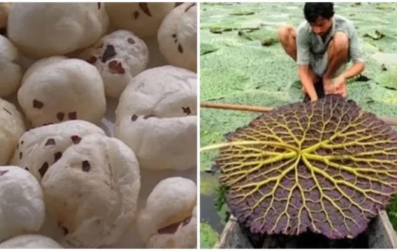 मखाने का खेल: बिहार के किसान मेहनत करें