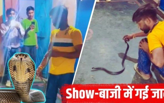 मुज़फ्फरनगर में कोबरा से शोबाजी करना पड़ा भारी