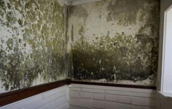 दीवारों की फफूंदी हटाएं फ्री में