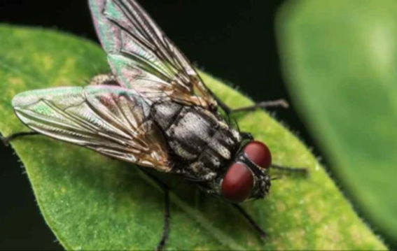 बरसात में मक्खियों से परेशान