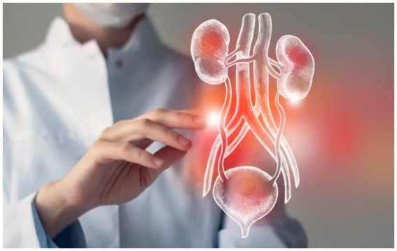 क्या सिर्फ एक किडनी पर पूरी जिंदगी जी सकता है इंसान?