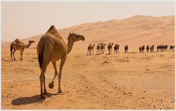 सऊदी के रेगिस्तान में ऊंट चराने